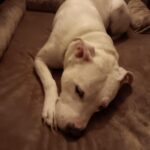 Bedsure Orthopedic Dog Beds Large Sized Dog - Washable Large Dog Cat Bed Waterproof. Comfort Dogs Couch Sofa with Washable Removable Cover. Pet Bed with Nonskid Bottom. Grey. 35 photo review