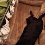 Bedsure Orthopedic Dog Beds Large Sized Dog - Washable Large Dog Cat Bed Waterproof. Comfort Dogs Couch Sofa with Washable Removable Cover. Pet Bed with Nonskid Bottom. Grey. 35 photo review