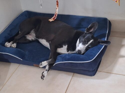 Bedsure Orthopedic Dog Beds Large Sized Dog - Washable Large Dog Cat Bed Waterproof. Comfort Dogs Couch Sofa with Washable Removable Cover. Pet Bed with Nonskid Bottom. Grey. 35 photo review