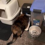 PETLIBRO RFID Automatic Cat Feeder. Collar Tag-Activated Personalized Meals. 5G&2.4G Wi-Fi Programmable Cat Food Dispenser with Cats Recognition & Diet Tracking for Multi-Pet Homes and Different Diets photo review