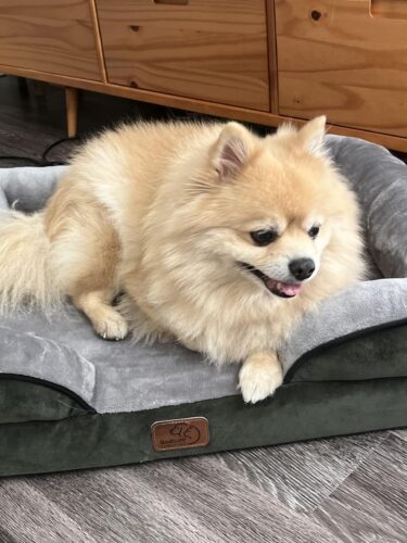 Bedsure Orthopedic Dog Beds Large Sized Dog - Washable Large Dog Cat Bed Waterproof. Comfort Dogs Couch Sofa with Washable Removable Cover. Pet Bed with Nonskid Bottom. Grey. 35 photo review