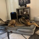 Bedsure Orthopedic Dog Beds Large Sized Dog - Washable Large Dog Cat Bed Waterproof. Comfort Dogs Couch Sofa with Washable Removable Cover. Pet Bed with Nonskid Bottom. Grey. 35 photo review