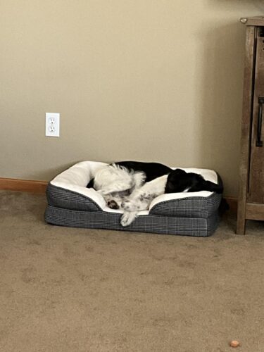 Bedsure Orthopedic Dog Beds Large Sized Dog - Washable Large Dog Cat Bed Waterproof. Comfort Dogs Couch Sofa with Washable Removable Cover. Pet Bed with Nonskid Bottom. Grey. 35 photo review