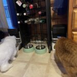 PETLIBRO RFID Automatic Cat Feeder. Collar Tag-Activated Personalized Meals. 5G&2.4G Wi-Fi Programmable Cat Food Dispenser with Cats Recognition & Diet Tracking for Multi-Pet Homes and Different Diets photo review