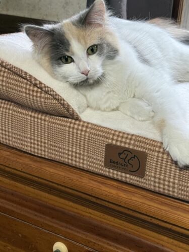 Bedsure Orthopedic Dog Beds Large Sized Dog - Washable Large Dog Cat Bed Waterproof. Comfort Dogs Couch Sofa with Washable Removable Cover. Pet Bed with Nonskid Bottom. Grey. 35 photo review