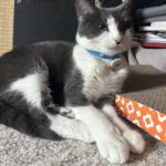 PETLIBRO RFID Automatic Cat Feeder. Collar Tag-Activated Personalized Meals. 5G&2.4G Wi-Fi Programmable Cat Food Dispenser with Cats Recognition & Diet Tracking for Multi-Pet Homes and Different Diets photo review