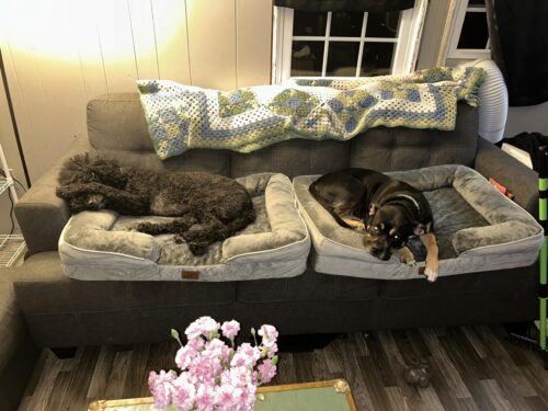 Bedsure Orthopedic Dog Beds Large Sized Dog - Washable Large Dog Cat Bed Waterproof. Comfort Dogs Couch Sofa with Washable Removable Cover. Pet Bed with Nonskid Bottom. Grey. 35 photo review