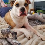 Intex 64447ED Dura-Beam Deluxe Ultra Plush Air Mattress with Headboard: Fiber-Tech – Queen Size – Built-in Electric Pump – 18in Bed Height – 600lb Weight Capacity photo review