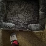 Bedsure Orthopedic Dog Beds Large Sized Dog - Washable Large Dog Cat Bed Waterproof. Comfort Dogs Couch Sofa with Washable Removable Cover. Pet Bed with Nonskid Bottom. Grey. 35 photo review