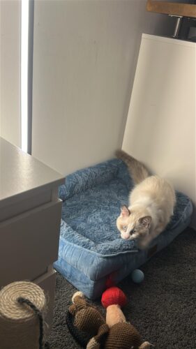 Bedsure Orthopedic Dog Beds Large Sized Dog - Washable Large Dog Cat Bed Waterproof. Comfort Dogs Couch Sofa with Washable Removable Cover. Pet Bed with Nonskid Bottom. Grey. 35 photo review