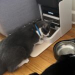 PETLIBRO RFID Automatic Cat Feeder. Collar Tag-Activated Personalized Meals. 5G&2.4G Wi-Fi Programmable Cat Food Dispenser with Cats Recognition & Diet Tracking for Multi-Pet Homes and Different Diets photo review