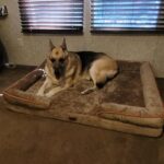 Bedsure Orthopedic Dog Beds Large Sized Dog - Washable Large Dog Cat Bed Waterproof. Comfort Dogs Couch Sofa with Washable Removable Cover. Pet Bed with Nonskid Bottom. Grey. 35 photo review