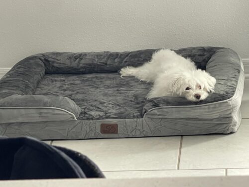 Bedsure Orthopedic Dog Beds Large Sized Dog - Washable Large Dog Cat Bed Waterproof. Comfort Dogs Couch Sofa with Washable Removable Cover. Pet Bed with Nonskid Bottom. Grey. 35 photo review