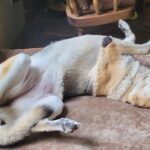 Bedsure Orthopedic Dog Beds Large Sized Dog - Washable Large Dog Cat Bed Waterproof. Comfort Dogs Couch Sofa with Washable Removable Cover. Pet Bed with Nonskid Bottom. Grey. 35 photo review