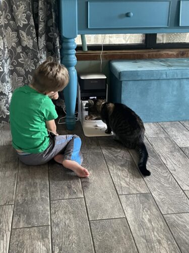 PETLIBRO RFID Automatic Cat Feeder. Collar Tag-Activated Personalized Meals. 5G&2.4G Wi-Fi Programmable Cat Food Dispenser with Cats Recognition & Diet Tracking for Multi-Pet Homes and Different Diets photo review