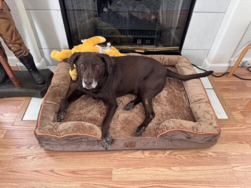 Bedsure Orthopedic Dog Beds Large Sized Dog - Washable Large Dog Cat Bed Waterproof. Comfort Dogs Couch Sofa with Washable Removable Cover. Pet Bed with Nonskid Bottom. Grey. 35 photo review