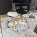 Bedsure Orthopedic Dog Beds Large Sized Dog - Washable Large Dog Cat Bed Waterproof. Comfort Dogs Couch Sofa with Washable Removable Cover. Pet Bed with Nonskid Bottom. Grey. 35 photo review