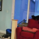 FUKUMARU Cat Scratcher Mat. 23.6 X 15.7 Inch Natural Sisal Cat Scratch Mats. Horizontal Cat Floor Scratching Pad Rug with Sticky Tapes. Protect Couch and Carpets photo review