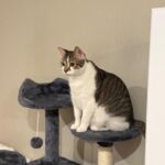 Yaheetech 54in Cat Tree. Multi-Level Cat Tower with Spacious Kitten-ear Perch. 2 Cozy Caves. Scratching Posts. Climbing Ladder. 2 Plush Balls. Durable Pet House Furniture for Indoor Kittens. Dark Gray photo review