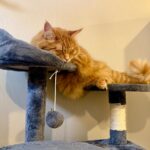 Yaheetech 54in Cat Tree. Multi-Level Cat Tower with Spacious Kitten-ear Perch. 2 Cozy Caves. Scratching Posts. Climbing Ladder. 2 Plush Balls. Durable Pet House Furniture for Indoor Kittens. Dark Gray photo review