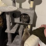 Yaheetech 54in Cat Tree. Multi-Level Cat Tower with Spacious Kitten-ear Perch. 2 Cozy Caves. Scratching Posts. Climbing Ladder. 2 Plush Balls. Durable Pet House Furniture for Indoor Kittens. Dark Gray photo review