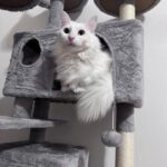 Yaheetech 54in Cat Tree. Multi-Level Cat Tower with Spacious Kitten-ear Perch. 2 Cozy Caves. Scratching Posts. Climbing Ladder. 2 Plush Balls. Durable Pet House Furniture for Indoor Kittens. Dark Gray photo review