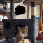 Yaheetech 54in Cat Tree. Multi-Level Cat Tower with Spacious Kitten-ear Perch. 2 Cozy Caves. Scratching Posts. Climbing Ladder. 2 Plush Balls. Durable Pet House Furniture for Indoor Kittens. Dark Gray photo review