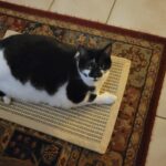 Greater Goods Digital Food Scale for Kitchen & Baking. 10kg/22lb High-Capacity Weight Scale with 1g Precision. Stainless Steel Platform. Hi-Def LCD. Ideal for Bread. Sourdough & Bulk Cooking photo review