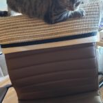 FUKUMARU Cat Scratcher Mat. 23.6 X 15.7 Inch Natural Sisal Cat Scratch Mats. Horizontal Cat Floor Scratching Pad Rug with Sticky Tapes. Protect Couch and Carpets photo review