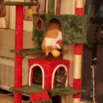 Yaheetech 54in Cat Tree. Multi-Level Cat Tower with Spacious Kitten-ear Perch. 2 Cozy Caves. Scratching Posts. Climbing Ladder. 2 Plush Balls. Durable Pet House Furniture for Indoor Kittens. Dark Gray photo review