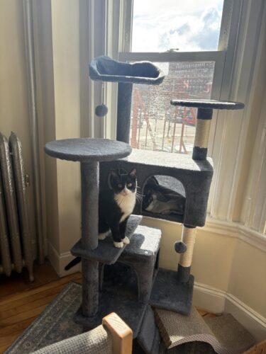 Yaheetech 54in Cat Tree. Multi-Level Cat Tower with Spacious Kitten-ear Perch. 2 Cozy Caves. Scratching Posts. Climbing Ladder. 2 Plush Balls. Durable Pet House Furniture for Indoor Kittens. Dark Gray photo review