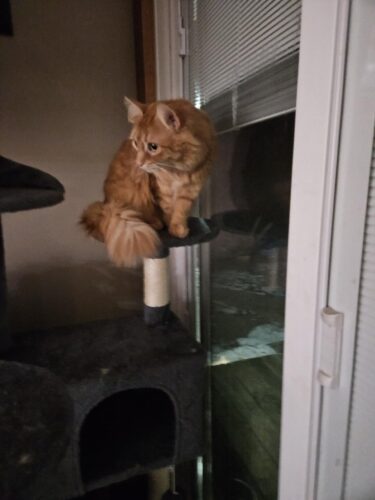 Yaheetech 54in Cat Tree. Multi-Level Cat Tower with Spacious Kitten-ear Perch. 2 Cozy Caves. Scratching Posts. Climbing Ladder. 2 Plush Balls. Durable Pet House Furniture for Indoor Kittens. Dark Gray photo review