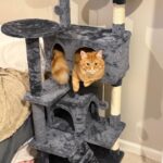 Yaheetech 54in Cat Tree. Multi-Level Cat Tower with Spacious Kitten-ear Perch. 2 Cozy Caves. Scratching Posts. Climbing Ladder. 2 Plush Balls. Durable Pet House Furniture for Indoor Kittens. Dark Gray photo review