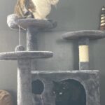 Yaheetech 54in Cat Tree. Multi-Level Cat Tower with Spacious Kitten-ear Perch. 2 Cozy Caves. Scratching Posts. Climbing Ladder. 2 Plush Balls. Durable Pet House Furniture for Indoor Kittens. Dark Gray photo review