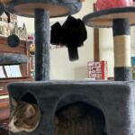 Yaheetech 54in Cat Tree. Multi-Level Cat Tower with Spacious Kitten-ear Perch. 2 Cozy Caves. Scratching Posts. Climbing Ladder. 2 Plush Balls. Durable Pet House Furniture for Indoor Kittens. Dark Gray photo review