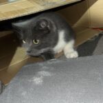 Yaheetech 54in Cat Tree. Multi-Level Cat Tower with Spacious Kitten-ear Perch. 2 Cozy Caves. Scratching Posts. Climbing Ladder. 2 Plush Balls. Durable Pet House Furniture for Indoor Kittens. Dark Gray photo review