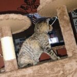 Yaheetech 54in Cat Tree. Multi-Level Cat Tower with Spacious Kitten-ear Perch. 2 Cozy Caves. Scratching Posts. Climbing Ladder. 2 Plush Balls. Durable Pet House Furniture for Indoor Kittens. Dark Gray photo review