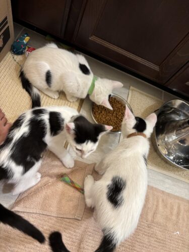 Greater Goods Digital Food Scale for Kitchen & Baking. 10kg/22lb High-Capacity Weight Scale with 1g Precision. Stainless Steel Platform. Hi-Def LCD. Ideal for Bread. Sourdough & Bulk Cooking photo review