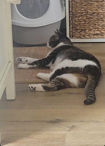 Greater Goods Digital Food Scale for Kitchen & Baking. 10kg/22lb High-Capacity Weight Scale with 1g Precision. Stainless Steel Platform. Hi-Def LCD. Ideal for Bread. Sourdough & Bulk Cooking photo review