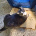 Greater Goods Digital Food Scale for Kitchen & Baking. 10kg/22lb High-Capacity Weight Scale with 1g Precision. Stainless Steel Platform. Hi-Def LCD. Ideal for Bread. Sourdough & Bulk Cooking photo review