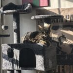 Yaheetech 54in Cat Tree. Multi-Level Cat Tower with Spacious Kitten-ear Perch. 2 Cozy Caves. Scratching Posts. Climbing Ladder. 2 Plush Balls. Durable Pet House Furniture for Indoor Kittens. Dark Gray photo review