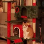 Yaheetech 54in Cat Tree. Multi-Level Cat Tower with Spacious Kitten-ear Perch. 2 Cozy Caves. Scratching Posts. Climbing Ladder. 2 Plush Balls. Durable Pet House Furniture for Indoor Kittens. Dark Gray photo review