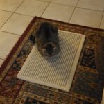 Greater Goods Digital Food Scale for Kitchen & Baking. 10kg/22lb High-Capacity Weight Scale with 1g Precision. Stainless Steel Platform. Hi-Def LCD. Ideal for Bread. Sourdough & Bulk Cooking photo review