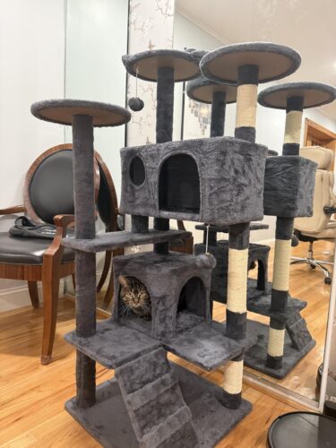 Yaheetech 54in Cat Tree. Multi-Level Cat Tower with Spacious Kitten-ear Perch. 2 Cozy Caves. Scratching Posts. Climbing Ladder. 2 Plush Balls. Durable Pet House Furniture for Indoor Kittens. Dark Gray photo review