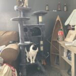 Yaheetech 54in Cat Tree. Multi-Level Cat Tower with Spacious Kitten-ear Perch. 2 Cozy Caves. Scratching Posts. Climbing Ladder. 2 Plush Balls. Durable Pet House Furniture for Indoor Kittens. Dark Gray photo review