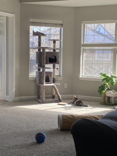 Yaheetech 54in Cat Tree. Multi-Level Cat Tower with Spacious Kitten-ear Perch. 2 Cozy Caves. Scratching Posts. Climbing Ladder. 2 Plush Balls. Durable Pet House Furniture for Indoor Kittens. Dark Gray photo review