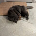 FUKUMARU Cat Scratcher Mat. 23.6 X 15.7 Inch Natural Sisal Cat Scratch Mats. Horizontal Cat Floor Scratching Pad Rug with Sticky Tapes. Protect Couch and Carpets photo review