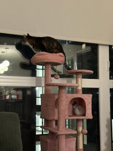 Yaheetech 54in Cat Tree. Multi-Level Cat Tower with Spacious Kitten-ear Perch. 2 Cozy Caves. Scratching Posts. Climbing Ladder. 2 Plush Balls. Durable Pet House Furniture for Indoor Kittens. Dark Gray photo review