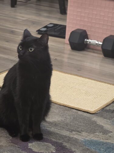 Greater Goods Digital Food Scale for Kitchen & Baking. 10kg/22lb High-Capacity Weight Scale with 1g Precision. Stainless Steel Platform. Hi-Def LCD. Ideal for Bread. Sourdough & Bulk Cooking photo review