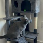 Yaheetech 54in Cat Tree. Multi-Level Cat Tower with Spacious Kitten-ear Perch. 2 Cozy Caves. Scratching Posts. Climbing Ladder. 2 Plush Balls. Durable Pet House Furniture for Indoor Kittens. Dark Gray photo review